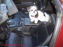 1987 Chevrolet Corvette - With highly polished aluminum intake and other parts. Cute dog.