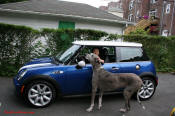 2005 Mini Cooper "S" with HUGE dog beside the car showing just how small the mini cooper really is.